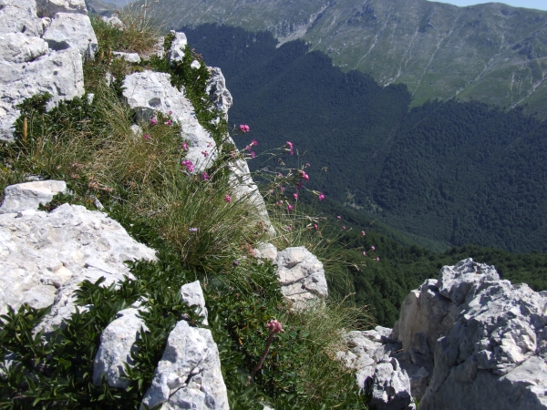 Fioriture in quota